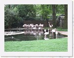 Dierentuin Burgers  Zoo 111 * 3648 x 2736 * (6.28MB)